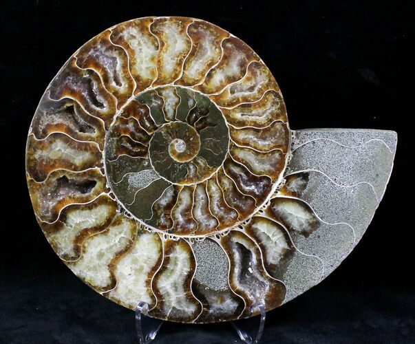 Cut Ammonite Fossil (Half) - Agatized #21206